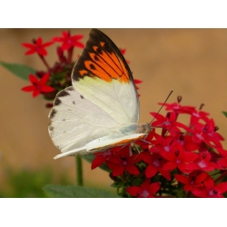 World Collection of Exotic Butterflies Ten pupae